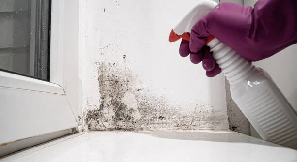 Best Water damage contractors near me  in East Berwick, PA